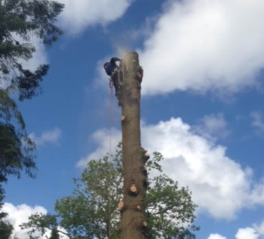 Tree Felling and Tree Surgery in Swansea