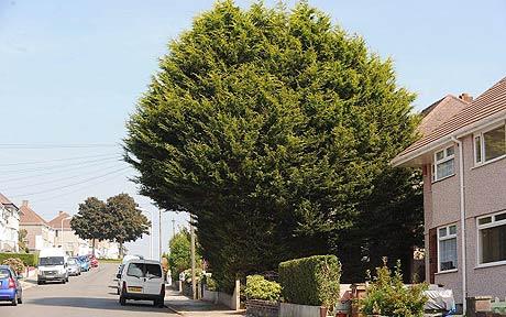 Conifer Tree Removal in Swansea