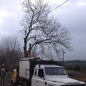 Tree Pruning Services from a professional tree surgeon